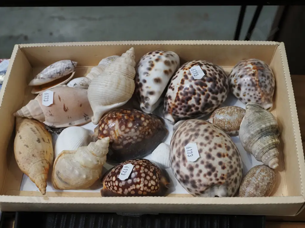 box of seashells Image 1++