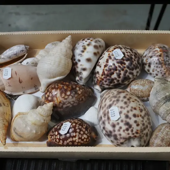 box of seashells