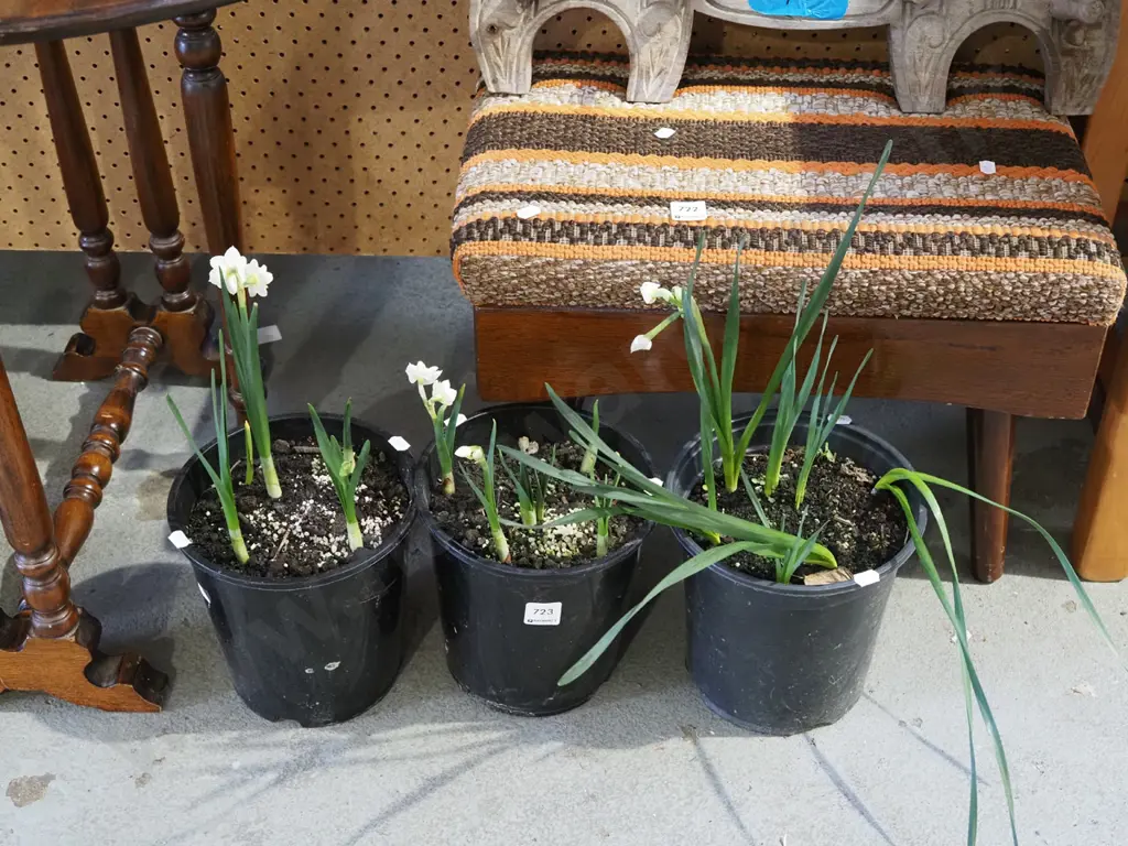 3x potted daffodils Image 1++