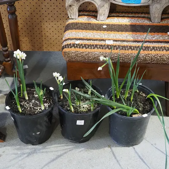 3x potted daffodils