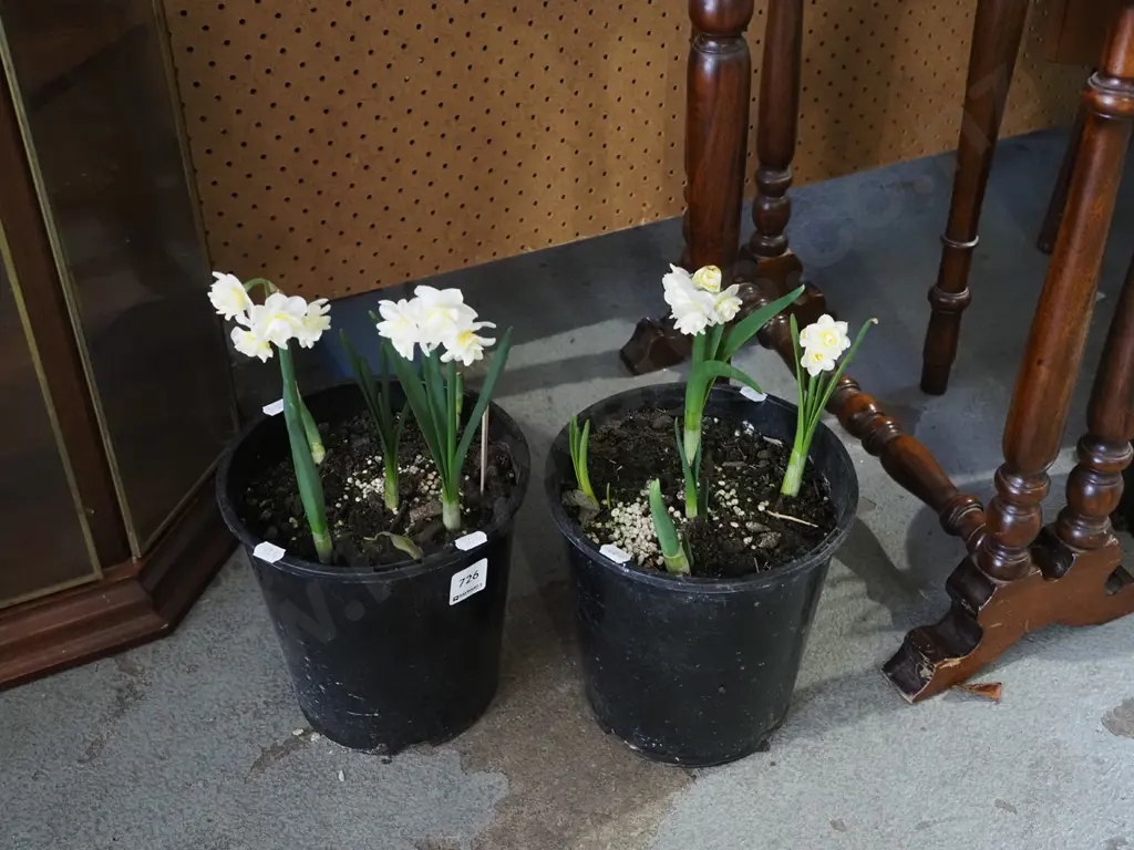 2x potted daffodils Image 1++