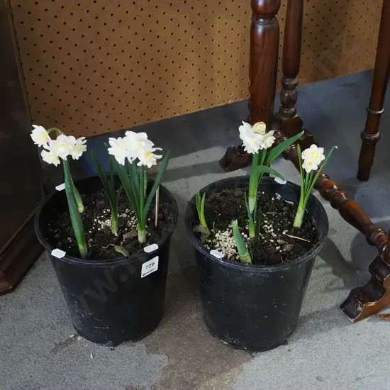 2x potted daffodils