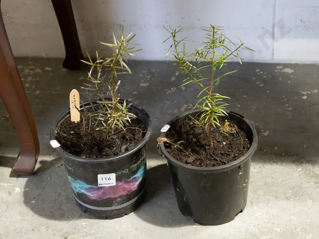 2x potted totara Image 1++