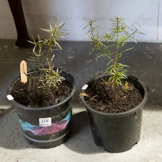 2x potted totara