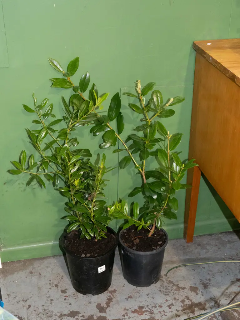 2x potted pohutukawa Image 1++