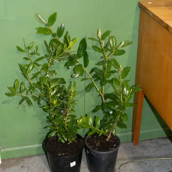 2x potted pohutukawa