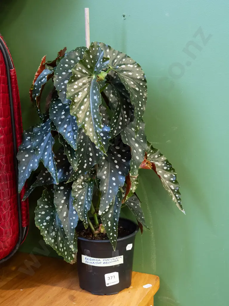 potted begonia - polka dot Image 1++