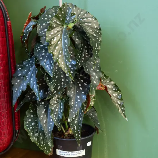 potted begonia - polka dot