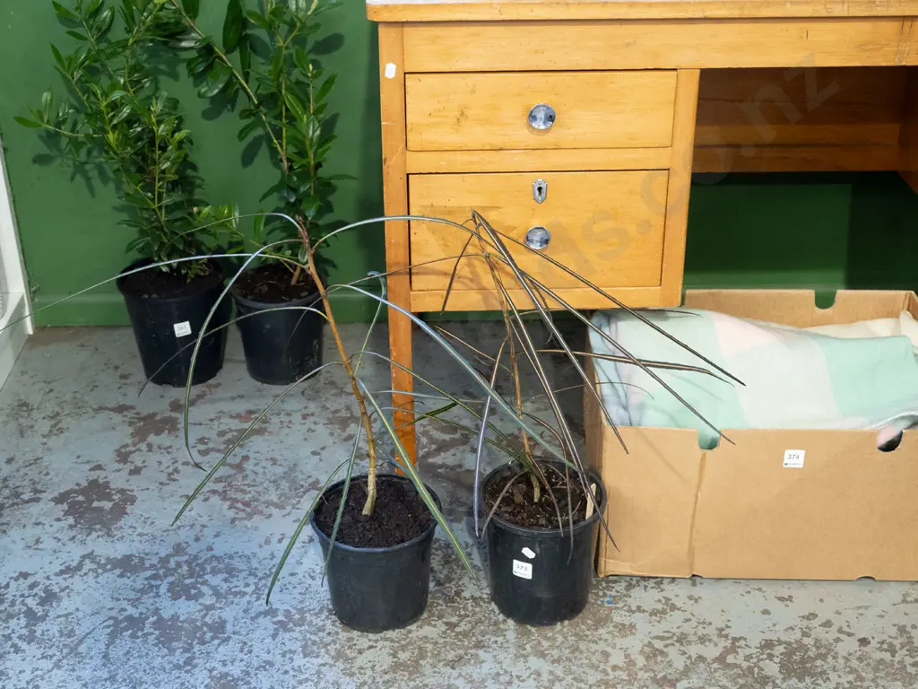 2x potted lancewoods Image 1++