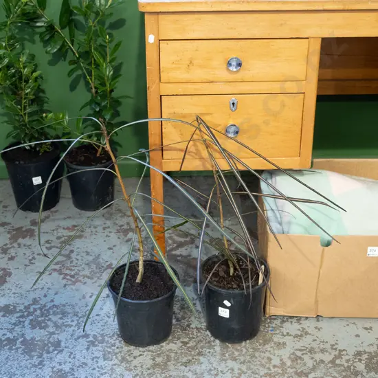 2x potted lancewoods