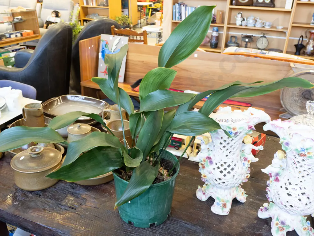 potted cast iron plant Image 1++