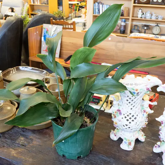 potted cast iron plant