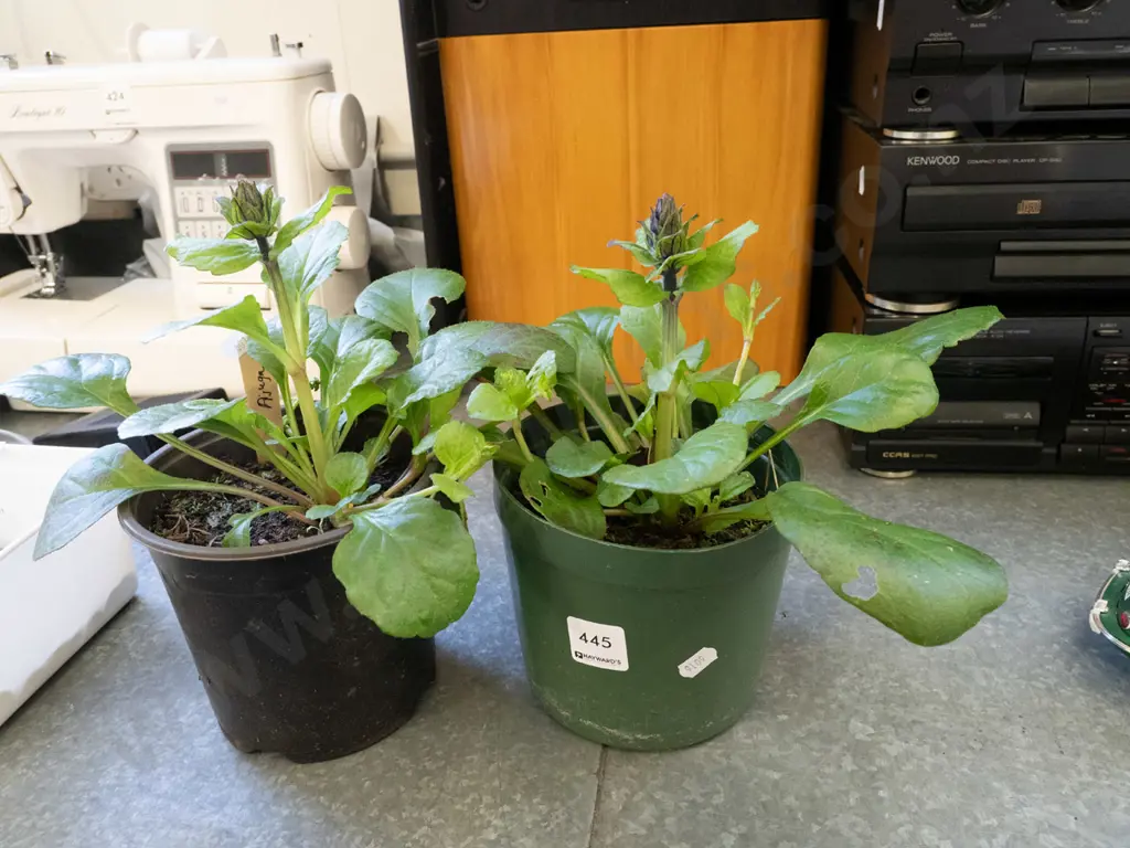 2x potted ajuga Image 1++