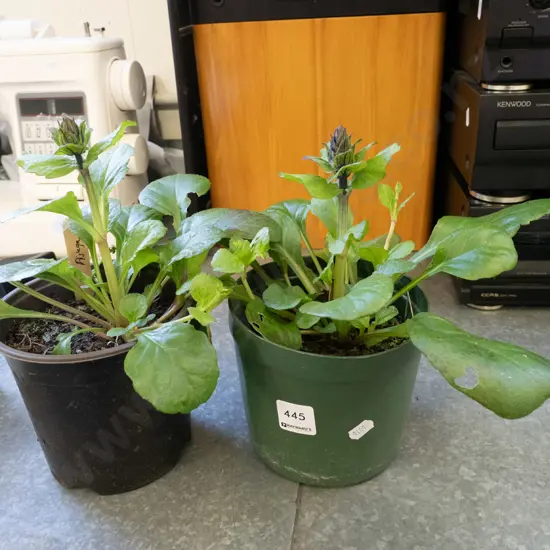 2x potted ajuga