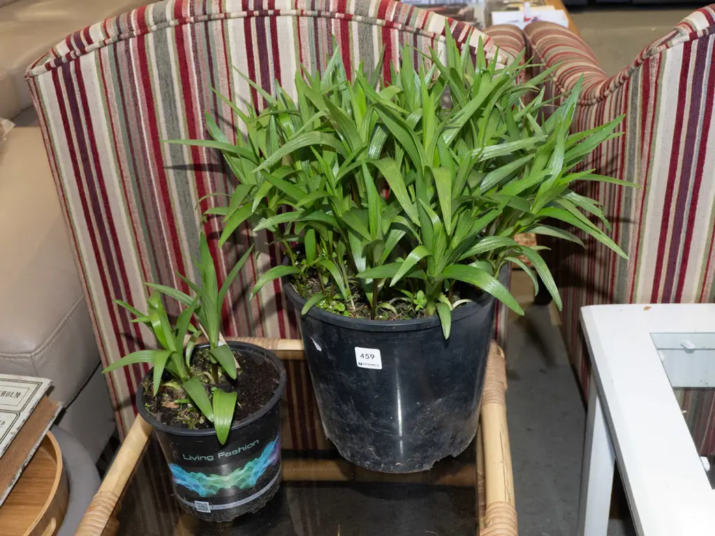 2x potted lillies Image 1++