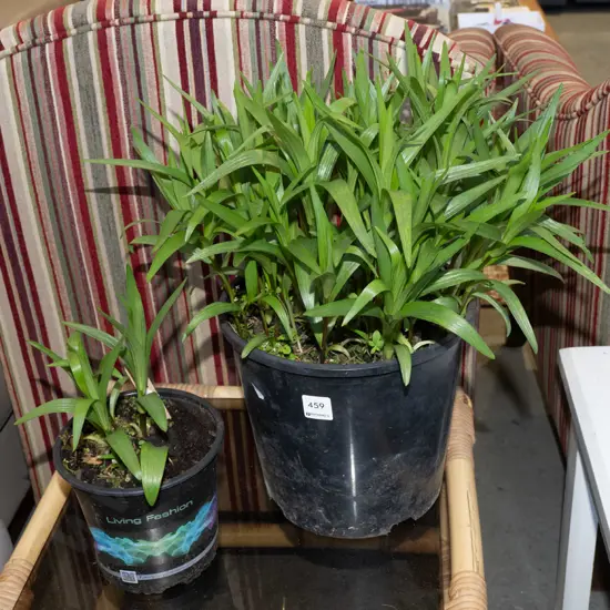 2x potted lillies