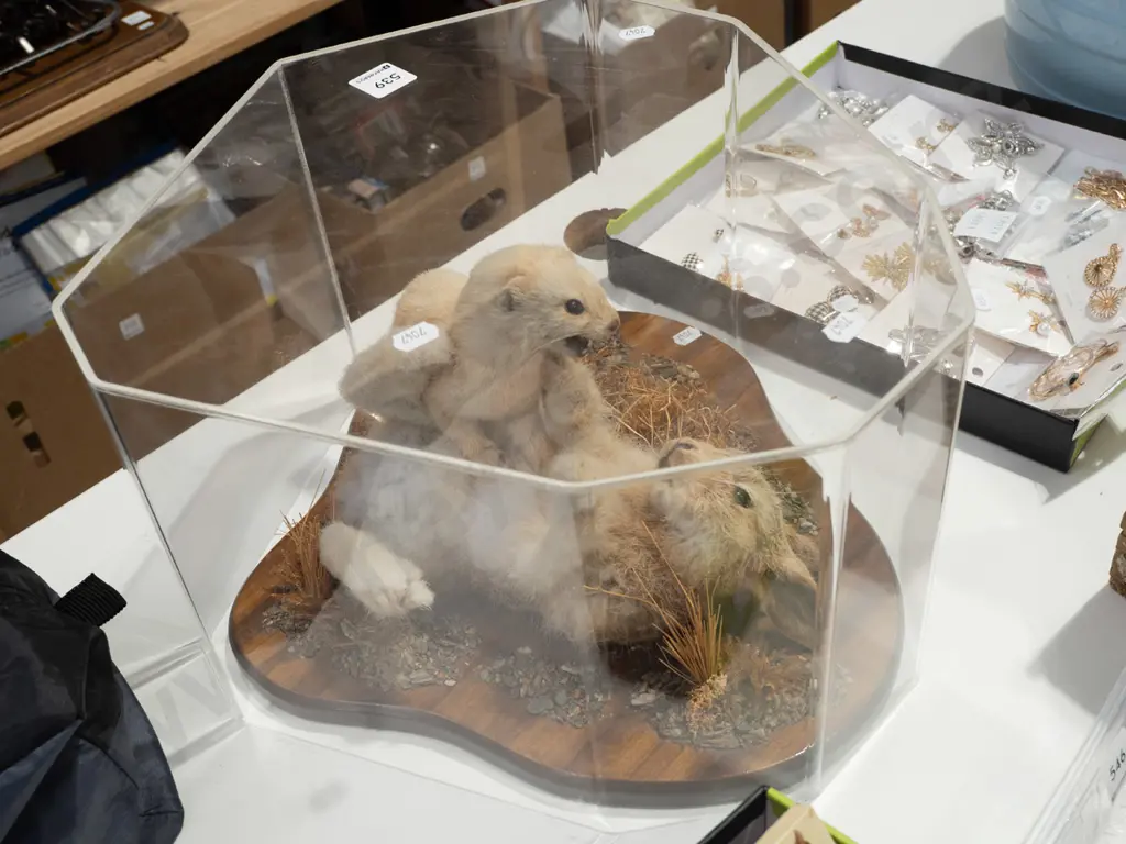 taxidermy rabbit and stoat in perspex case - shot of a life time Image 1++