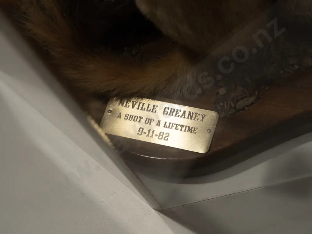 taxidermy rabbit and stoat in perspex case - shot of a life time Image 1++