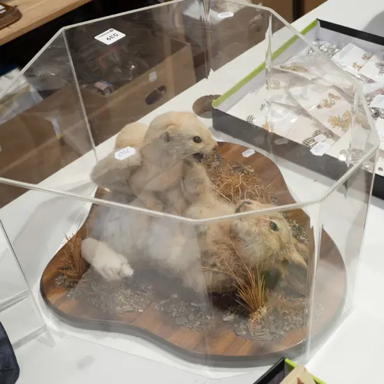 taxidermy rabbit and stoat in perspex case - shot of a life time