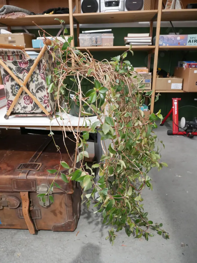 unknown potted indoor plant Image 1++