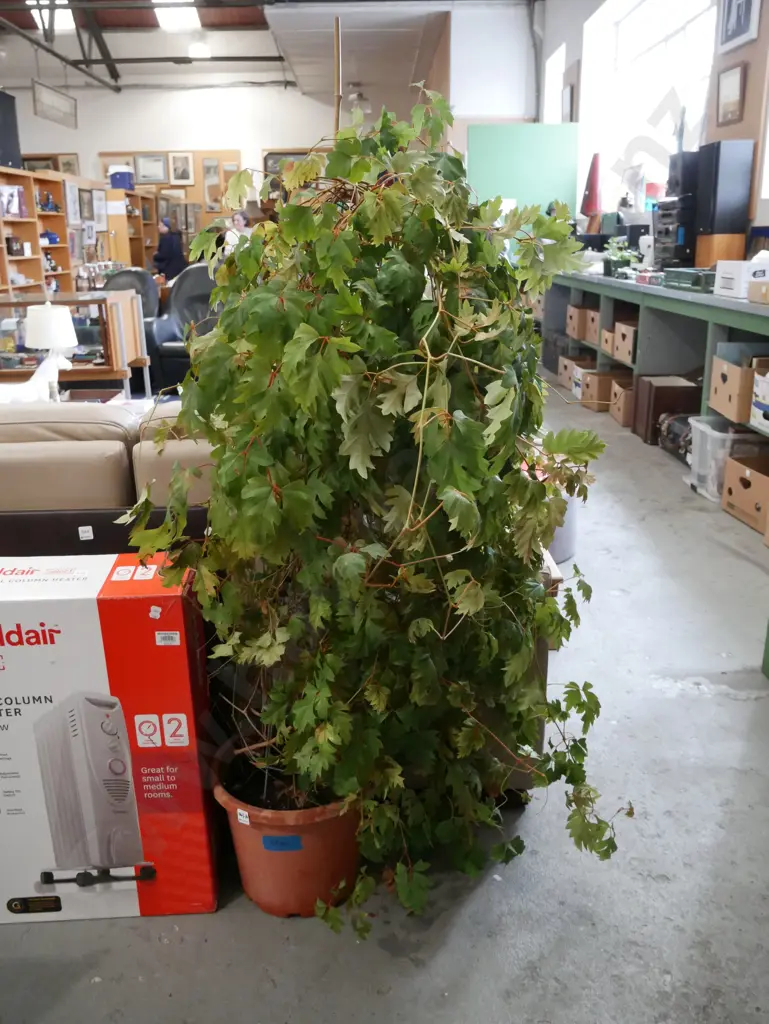 potted indoor plant - grape ivy H12000 Image 1++