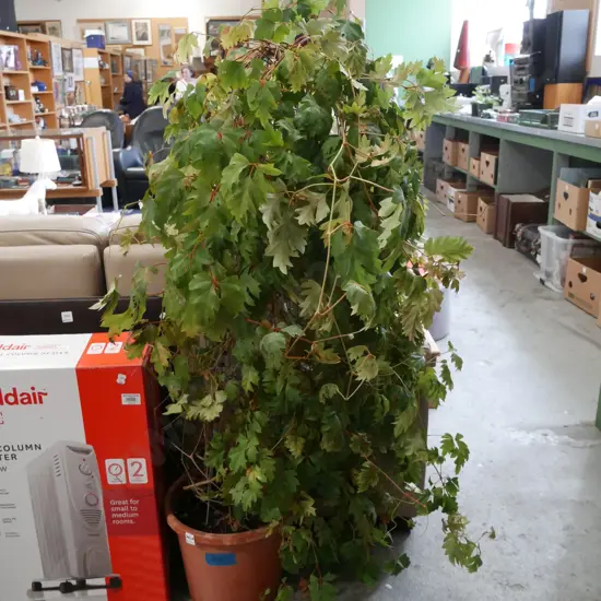 potted indoor plant - grape ivy H12000