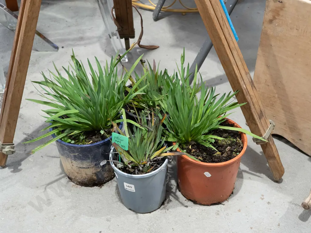 4x potted yelllow eyed grasses Image 1++