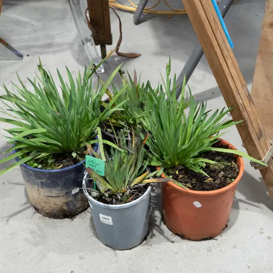 4x potted yelllow eyed grasses