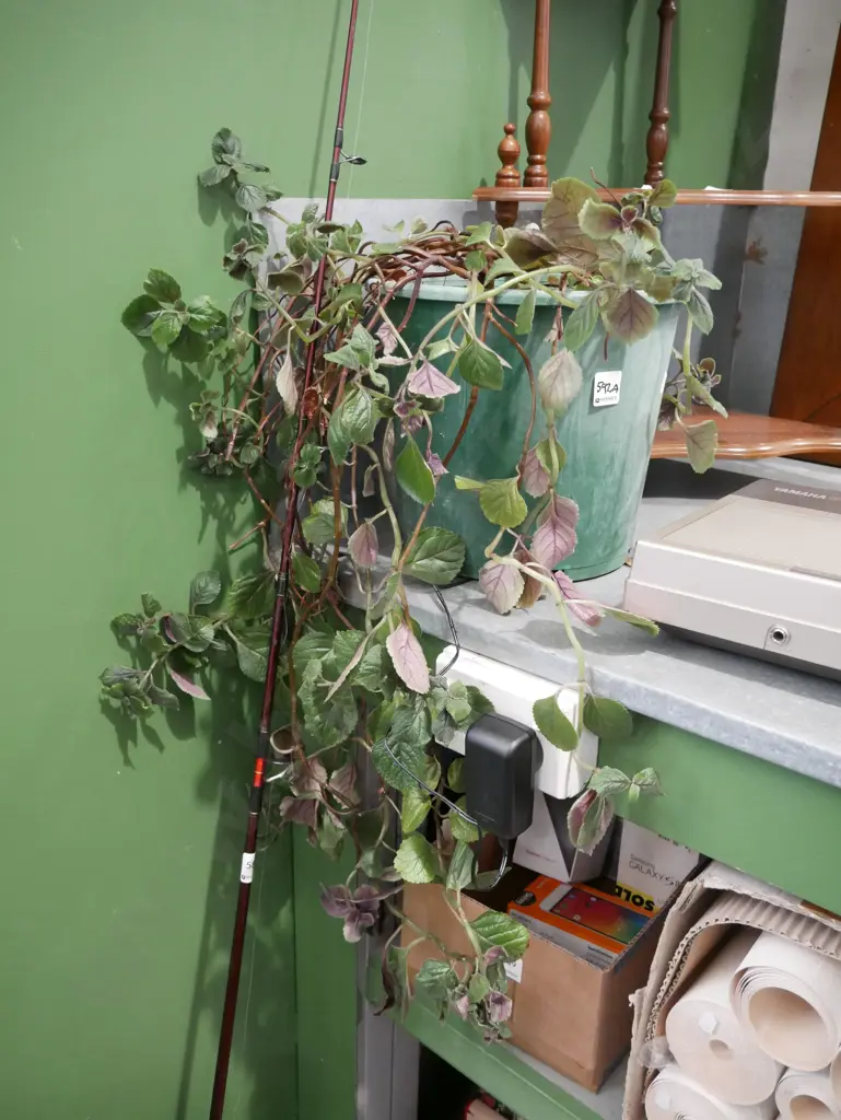 potted Swedish ivy Image 1++