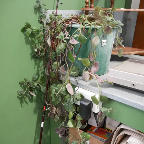 potted Swedish ivy