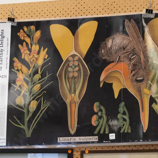 laminated botanical print