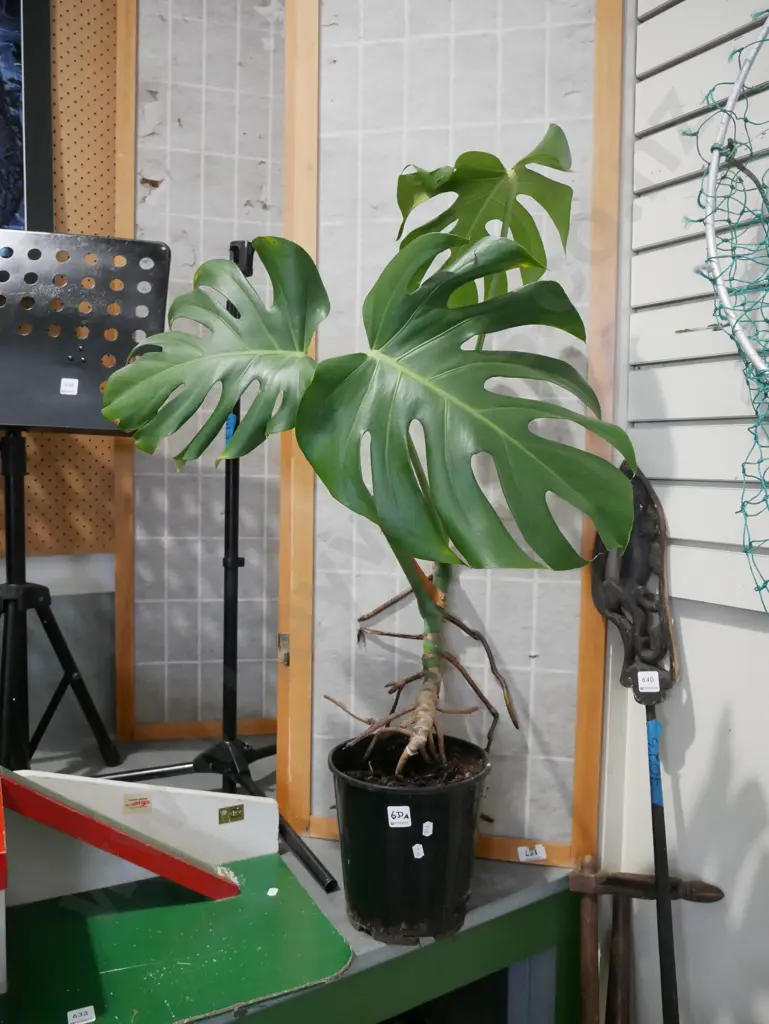 potted monstera deliciosa H700 Image 1++