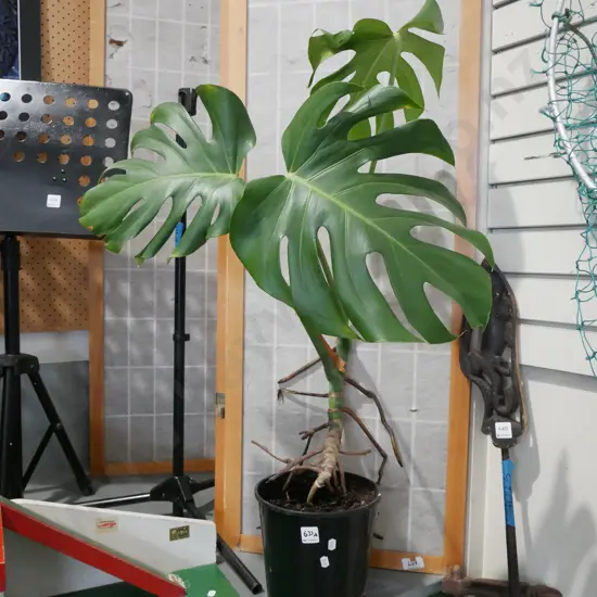 potted monstera deliciosa H700