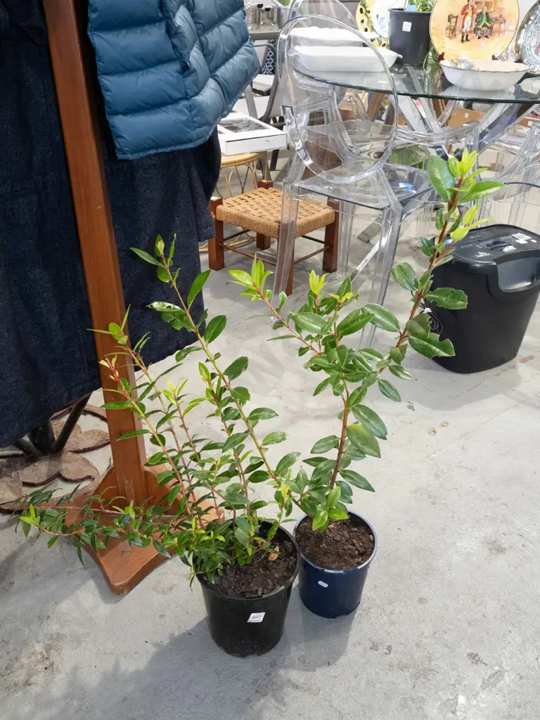 2x potted pohutukawa Image 1++