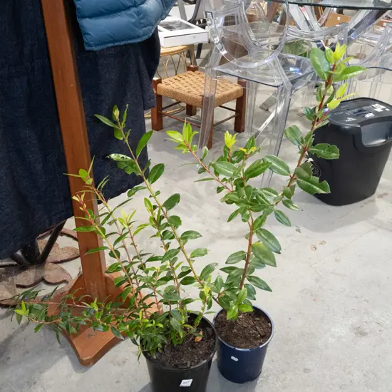 2x potted pohutukawa