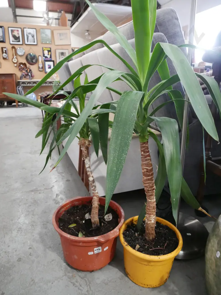 potted yuccas (x2) Image 1++