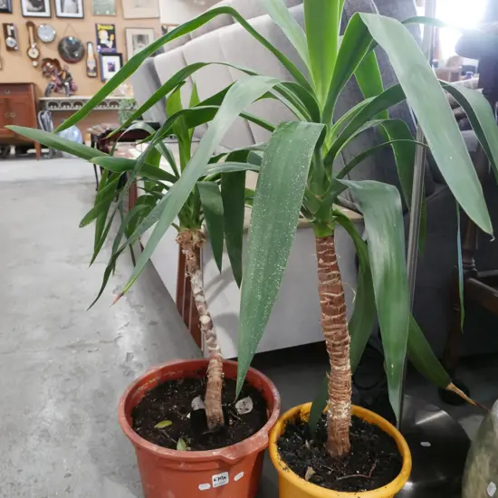 potted yuccas (x2)