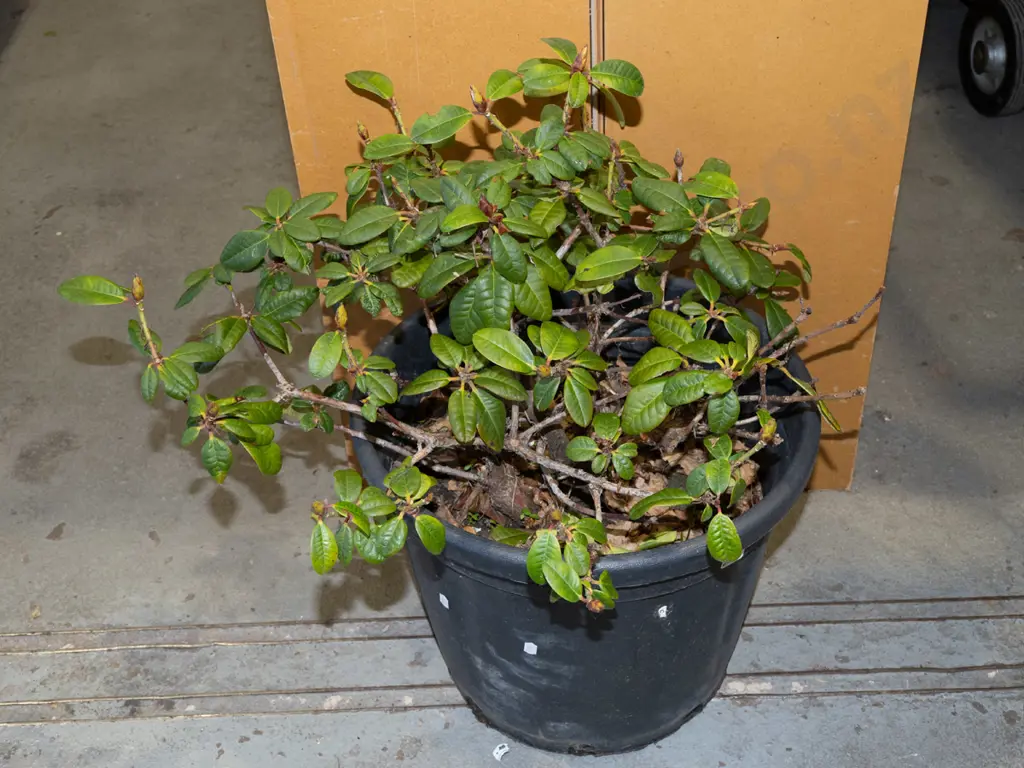 rhododendron in plastic planter Image 1++