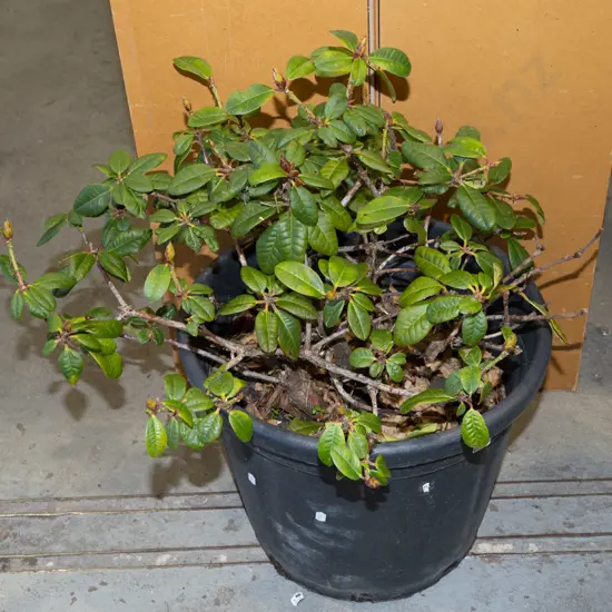 rhododendron in plastic planter