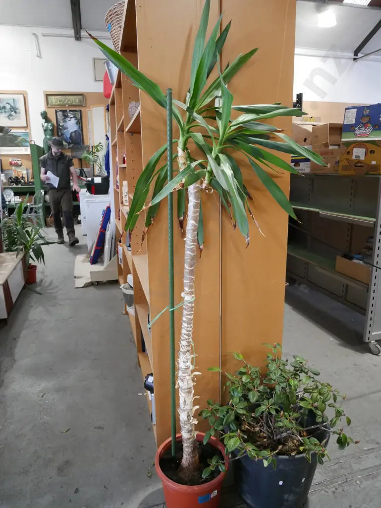 potted yucca H1300 Image 1++