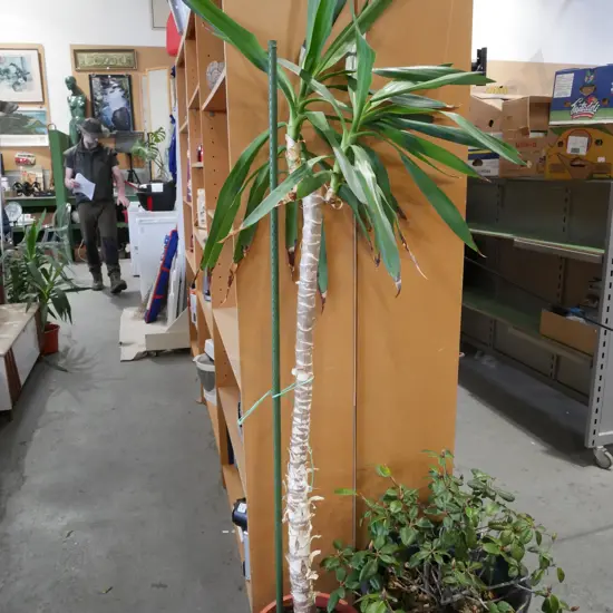 potted yucca H1300