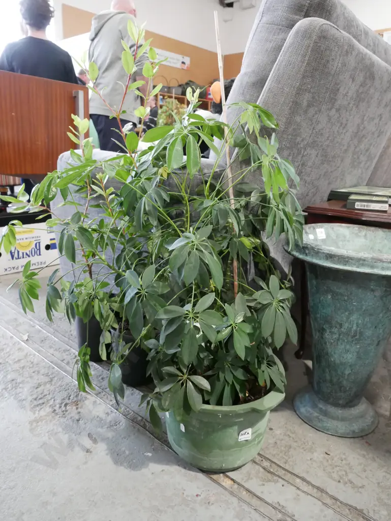 potted dwarf tree Image 1++