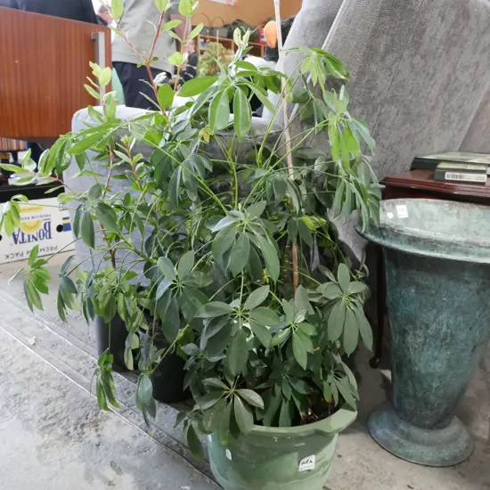 potted dwarf tree