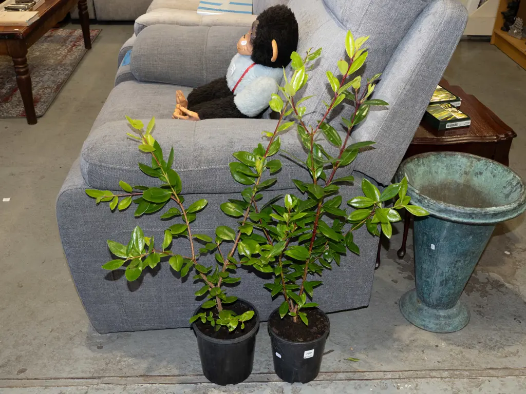 2x potted pohutukawa Image 1++