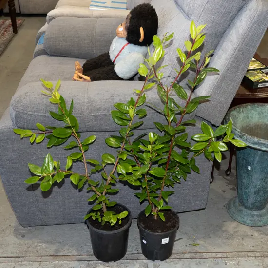 2x potted pohutukawa