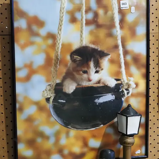 framed poster print - kitten in hanging  jardiniere