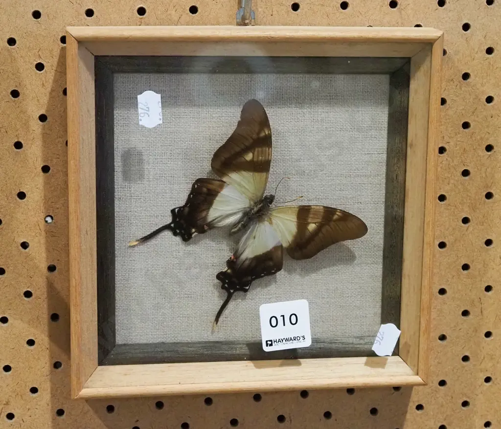 framed butterfly Image 1++