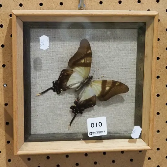 framed butterfly