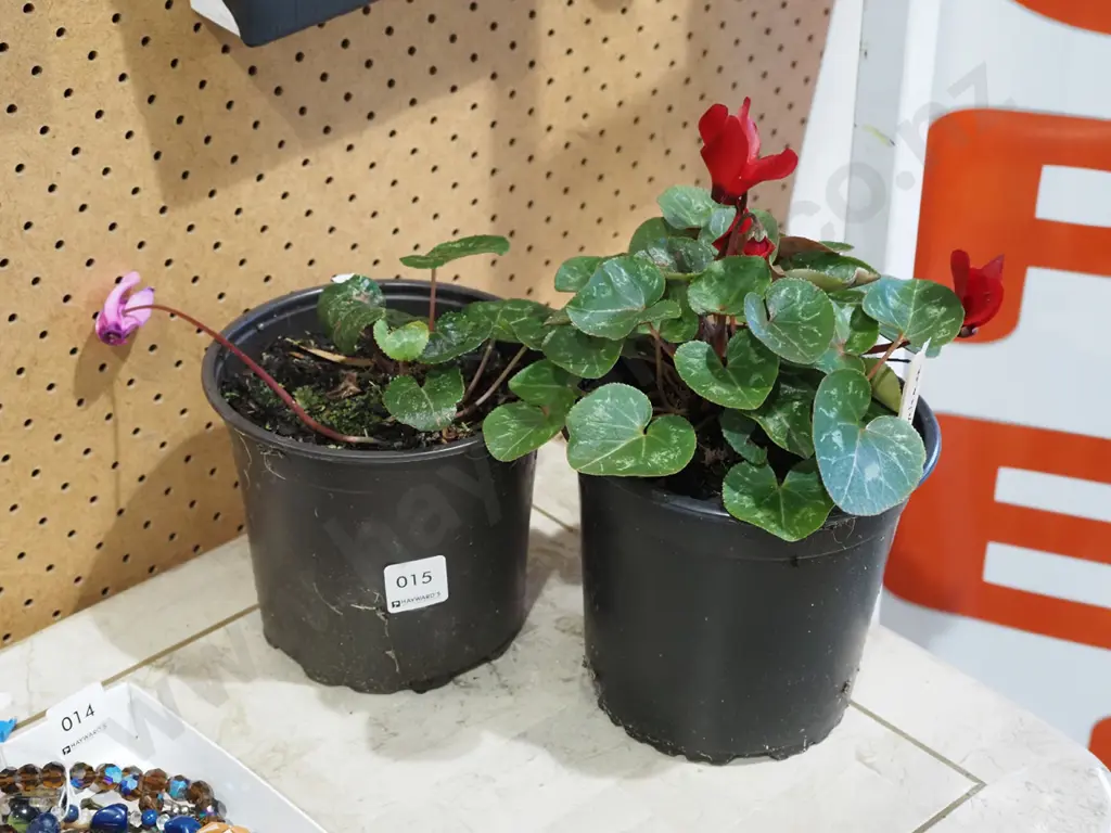 2x potted cyclamen - pink and red Image 1++