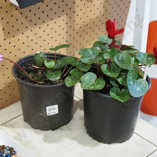 2x potted cyclamen - pink and red